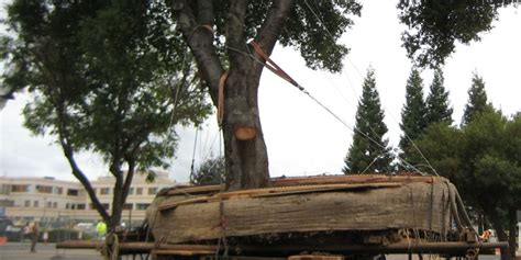 Stanford Trees | Stanford LBRE Facilities Operations