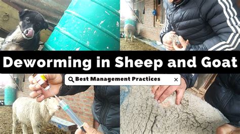 Deworming In Sheep And Goat Best Practice Management Youtube