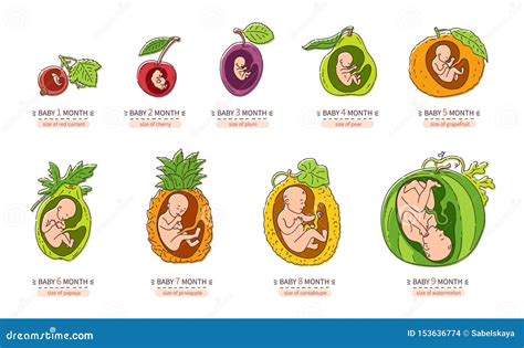 Embryo Month Stage Growth Pregnancy Fetal Development Vector Flat