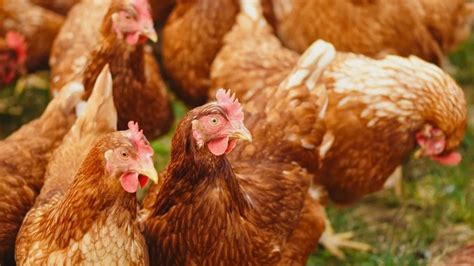 Bird Flu Outbreak Over 5000 Chickens Culled In Odisha India Tv