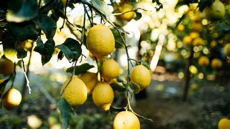 Citrus tree care and growing guide: tips for tasty fruits | Homes & Gardens