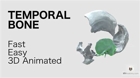 Temporal Bone Overview Fast And Easy Animated In D Youtube