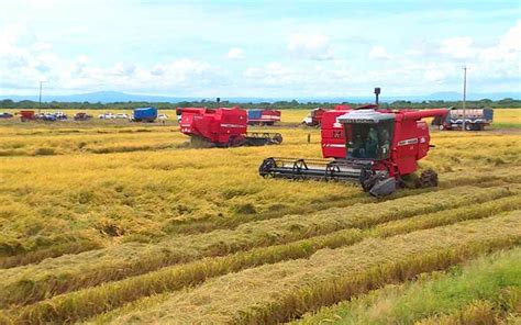 Aumenta 2 Siembra De Arroz De Secano En Nicaragua