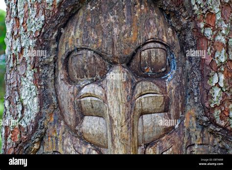 Tlingit Carving At The Trunk Of A Living Tree Pointing Out The