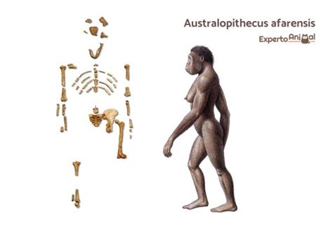 Origen y evolución de los primates 2022