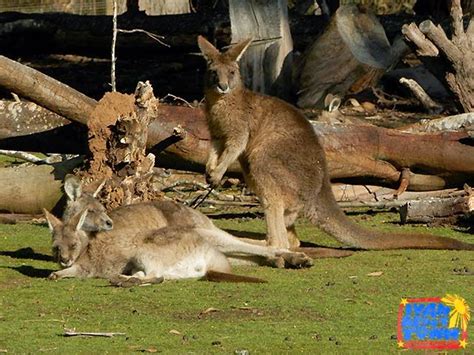 Tasmanian Devil Conservation Park in Tarrana, Tasmania | Ivan About Town