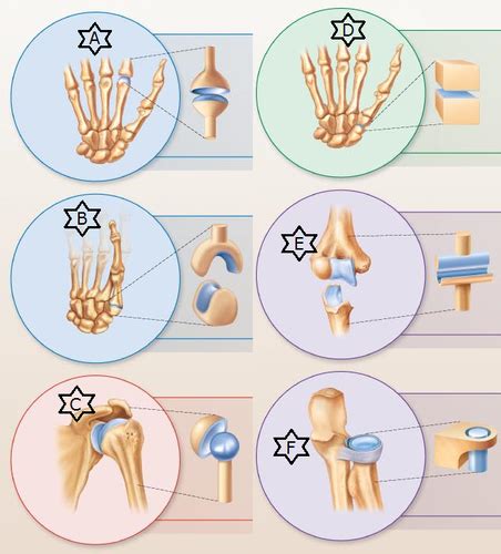 Chp 8 Types Of Synovial Joints Pt2 Flashcards Quizlet