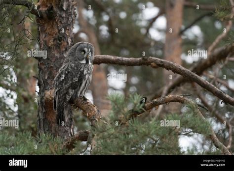 Great Grey Owl Bartkauz Strix Nebulosa Perched In A Pine Tree