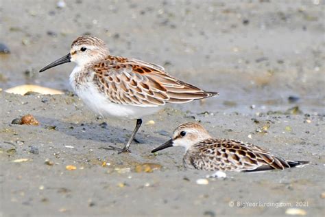 Western Sandpiper Big Year Birding