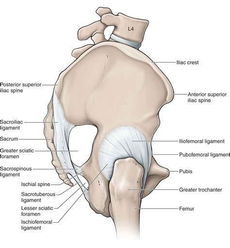 Hip Musculoskeletal Key