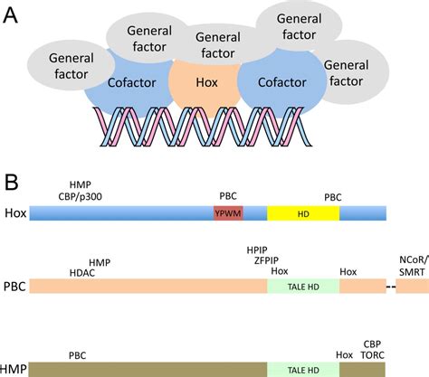 Hox Regulation Of Transcription More Complex Es Ladam 2014 Developmental Dynamics