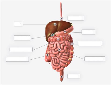 Bio Lab Practical The Digestive System Diagram Quizlet