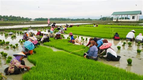 Produksi Capai Ribu Ton Bone Jadi Lumbung Beras Sulsel