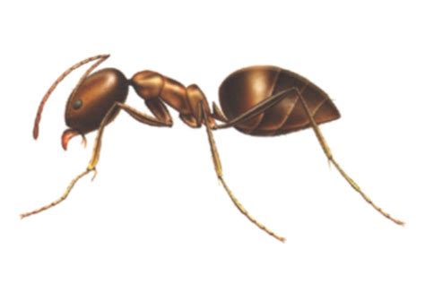 Argentine Ant Control Rose Pest Solutions