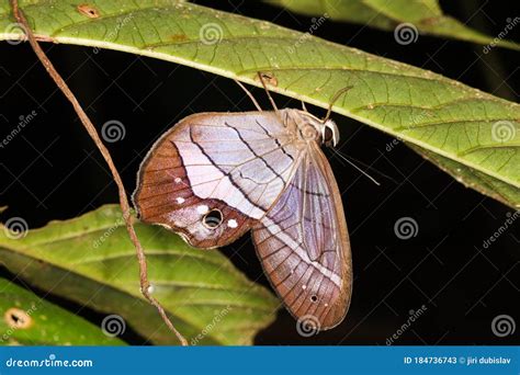 Mariposa De La Selva Tropical Durmiendo Imagen De Archivo Imagen De