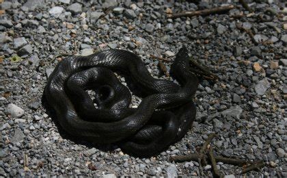 Black Rat Snake Pantherophis Obsoletus Psychotic Nature