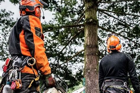 What To Do About A Council Tree Overhanging Your Property