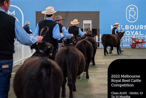 2023 Royal Melbourne Show - Australian Lowline Judging - Australian ...