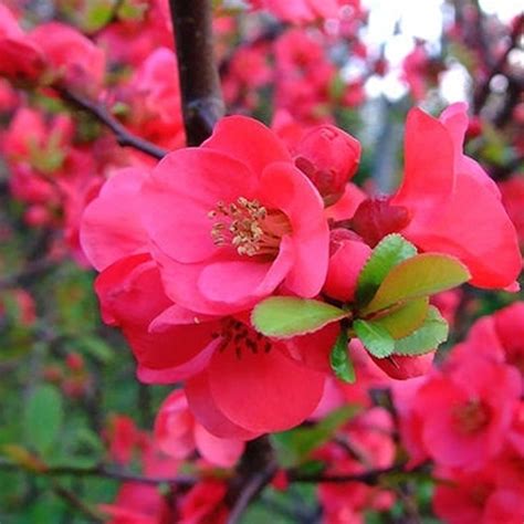 Japanese Quince Chaemoneles Japonica Pretty Flowering Shrub Etsy