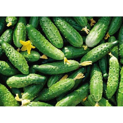 Cucumbers "Bush" seeds, heirloom, non-gmo, organic