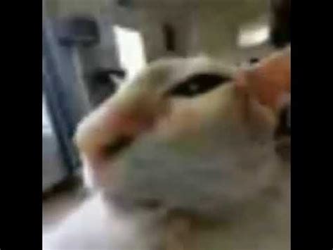 Low quality cat meme - YouTube