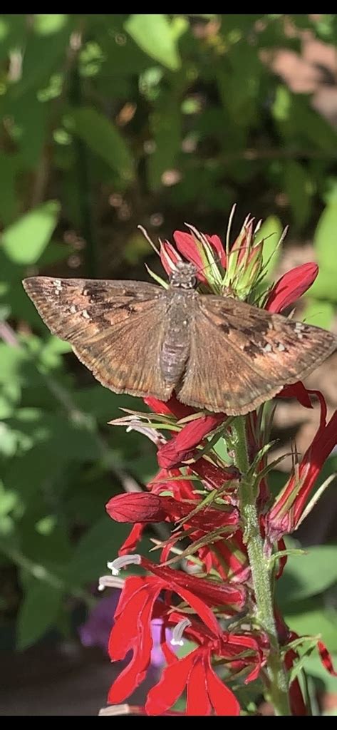 Horace S Duskywing From Staten Island New York Ny Us On August