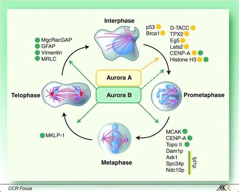 Aurora B Kinase Alchetron The Free Social Encyclopedia