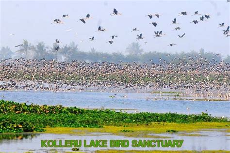 Kolleru Lake – Andra Pradesh | Onepointinfo