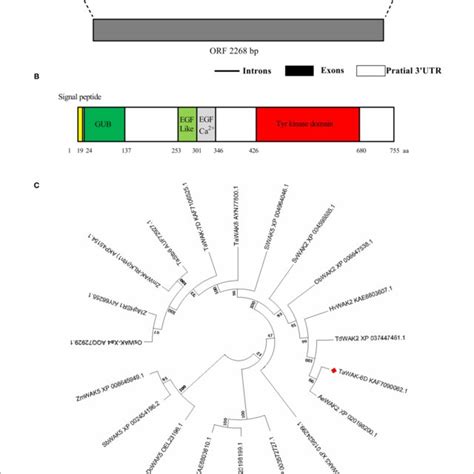 Gene Structure Analysis Conserved Domain Analysis And Phylogenetic