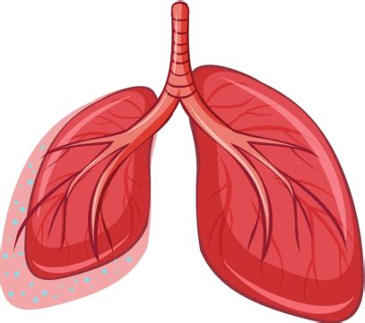 Breath Human Lung Health Vector Human Lung Health PNG And Vector