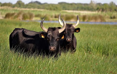 Manger La Manade En Camargue Dans Le Gard