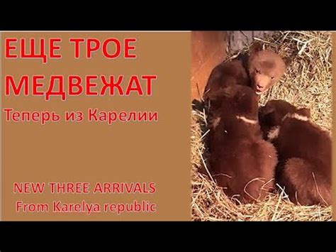 ТРОЙНЯ ИЗ КАРЕЛИИ - YouTube