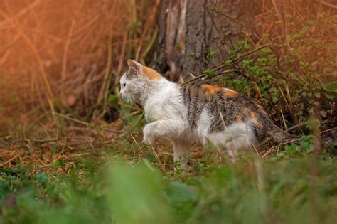 Gato curioso sentado en un montón de hojas en otoño gato peludo