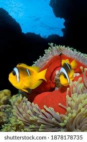 Pair Red Sea Anemonefish Amphiprion Bicinctus Stock Photo