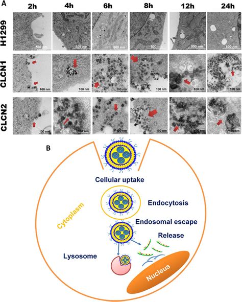 Intracellular Trafficking Of Clcns In H Cells By Tem A Cellular