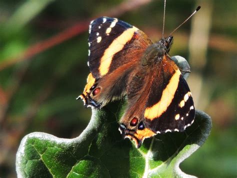 Taxonomy Nymphalidae Brush Footed Butterflies