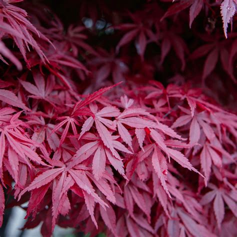 Acer palmatum Bloodgood - Featured Plants | Western Star Nurseries