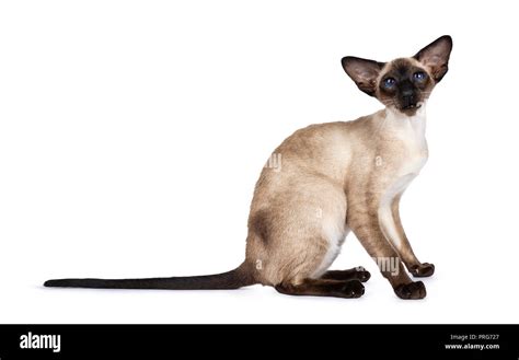 Excellent Seal Point Siamese Cat Kitten Sitting Standing Side Ways