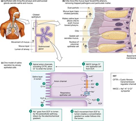 Physiology Ch Mechanics Of Breathing Flashcards Quizlet