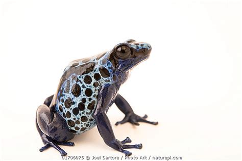 Stock Photo Of Blue Dyeing Poison Arrow Frog Dendrobates Tinctorius