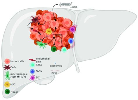 Tumor Microenvironment In Hepatocellular Carcinoma Hcc Cafs Cancer Download Scientific