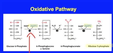 Pentose Phosphate Pathway Flashcards Quizlet