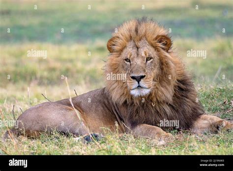 Lion Panthera Leo Male Lion With Mane Moremi Game Reserve West