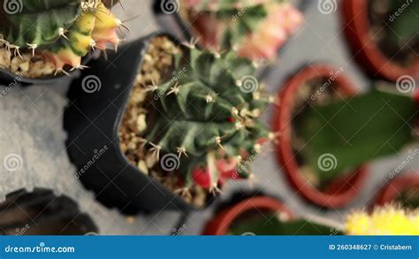 Moon Cactus Or Gymnocalycium Mihanovichii Propagated And Grafted On