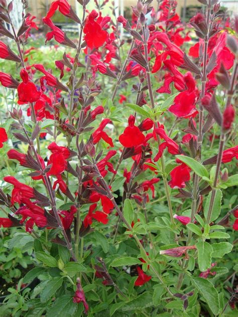 Live Autumn Sage Texas Sage Aka Salvia Greggii Red Perennial Plant Fit