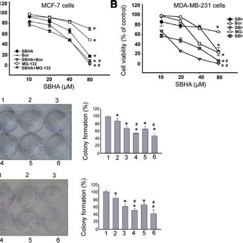 Effects Of Combined Treatment With Sbha And Proteasome Inhibitors On