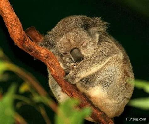 Cute Animals Sleeping | Funzug.com