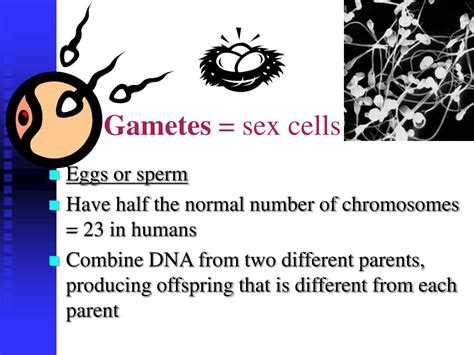 Ppt Cell Division Powerpoint Presentation Free Download Id 6013452