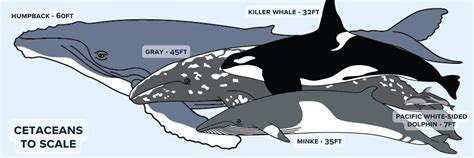 Humpback Whale Size Comparison