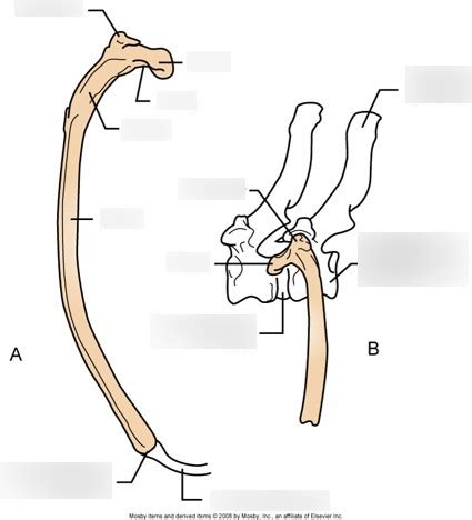 Ribs Diagram Quizlet